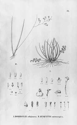 Image Name Quekettia microscopica illustration
