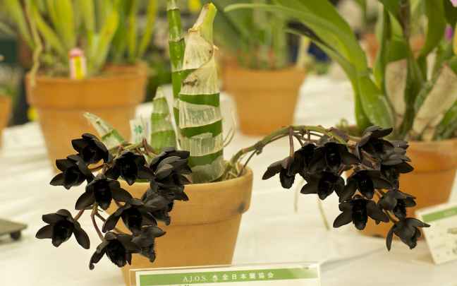 Image Name Rare orchid Fredclarkeara After Dark