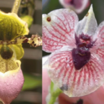 12 Rare and Fascinating Orchids (With Photos)