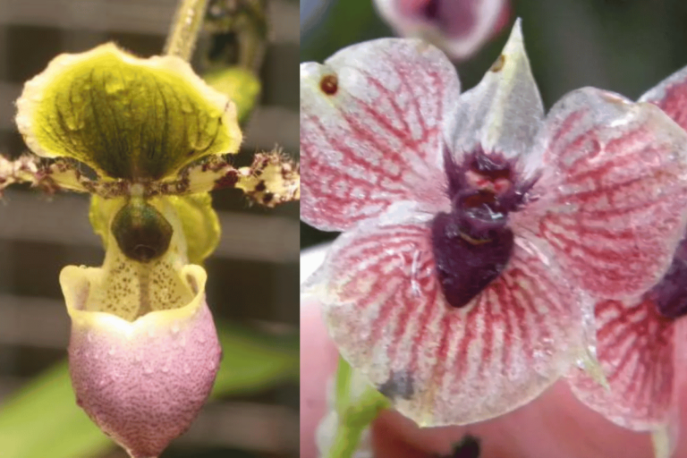 Rare orchids – featured image 12 Rare and Fascinating Orchids (With Photos)