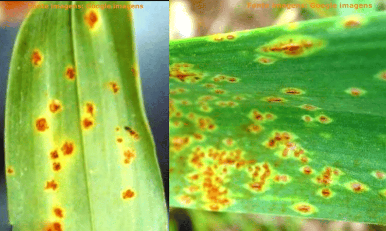 Image Name Red stains due to rust