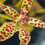 Renanthera Orchids - How to Care for Them (Step by Step)