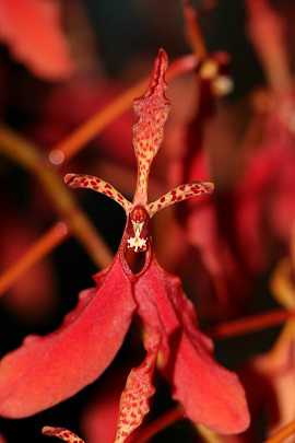 Image Name Renanthera imschootiana