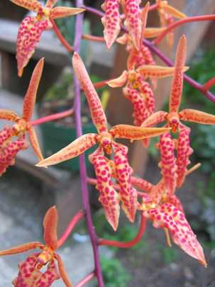 Image Name Renanthera matutina
