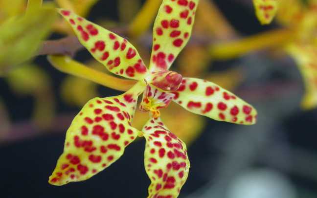 Image Name Renanthera orchids
