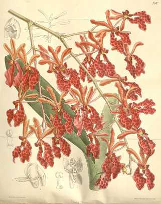 Image Name Renanthera storiei