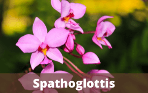 Image Name SPATHOGLOTTIS