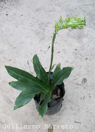 Image Name Sarcoglottis grandiflora