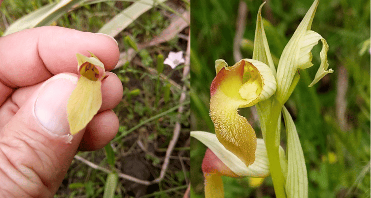 Image Name Serapias stenopetala