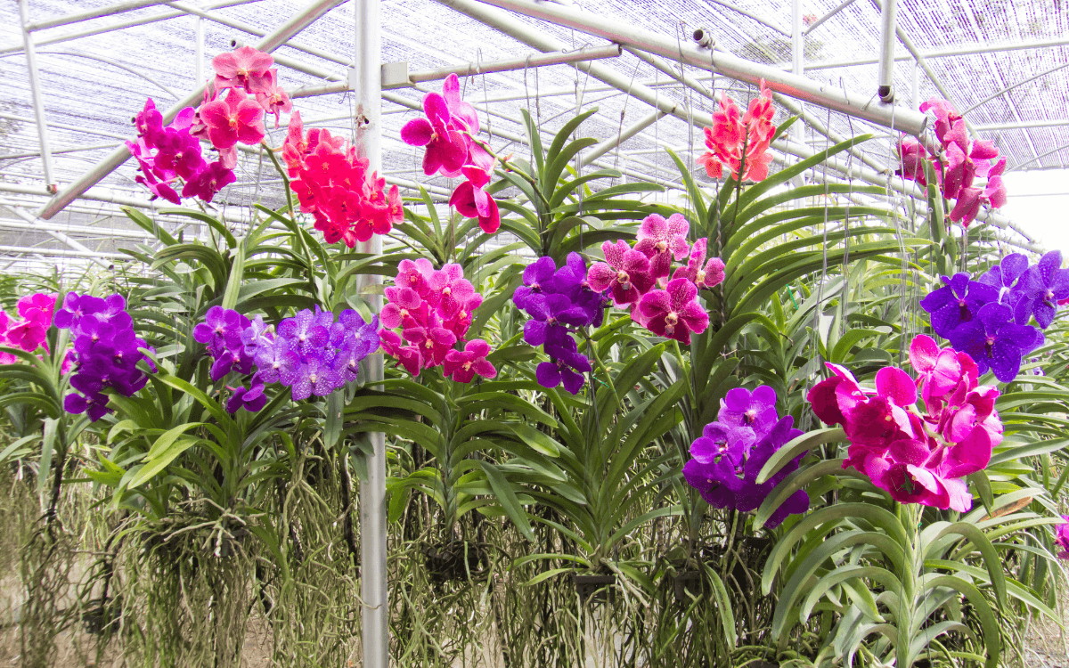 Several vanda orchids hanging and blooming
