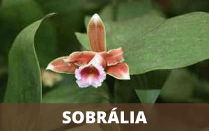 Image Name Sobralia