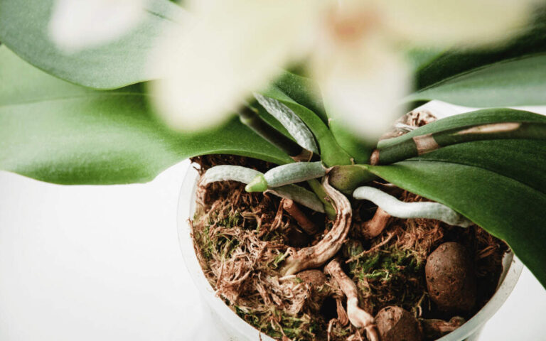 Soil for Orchids – featured image Soil for Orchids – Which are the Best? How to use?