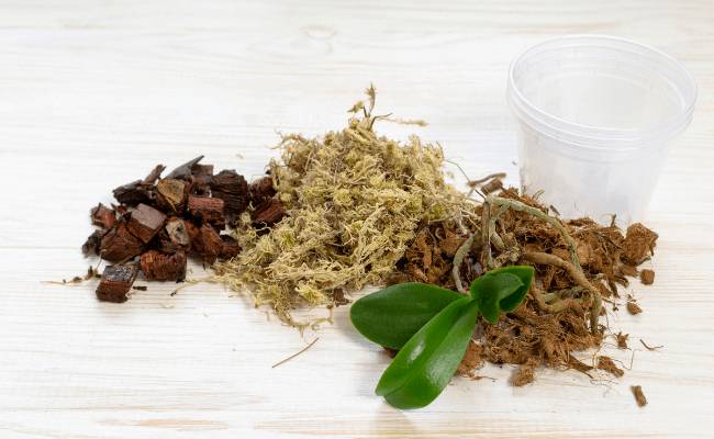 Image Name Soil for orchids
