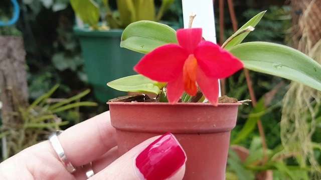 Image Name Sophronitis Acuensis