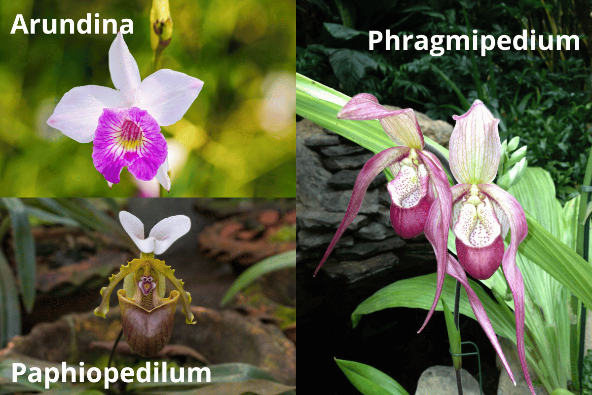 Image Name Species of ground orchids
