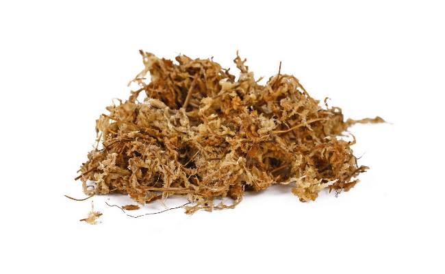 Image Name Sphagnum Moss
