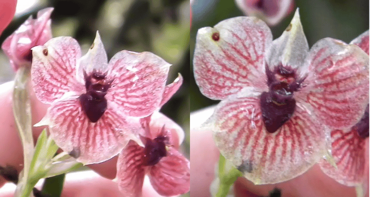 Image Name Telipogon Diabolicus