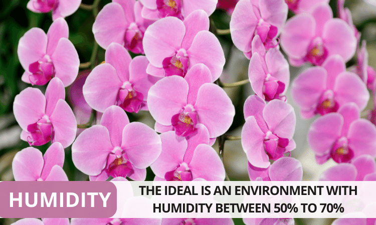 Image Name The moth orchid humidity