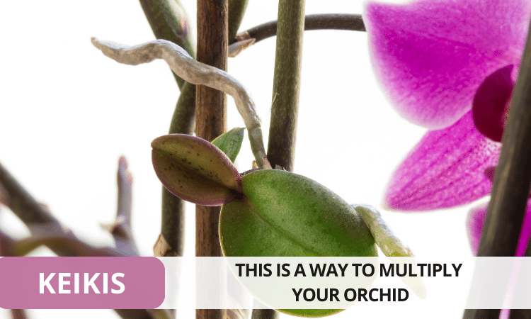 Image Name The moth orchid keikis