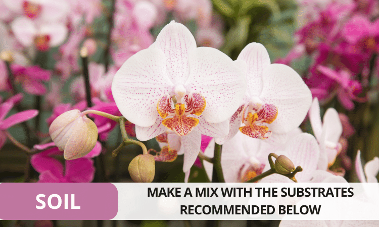 Image Name The moth orchid soil