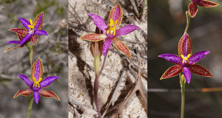 Image Name Thelymitra pulcherrima