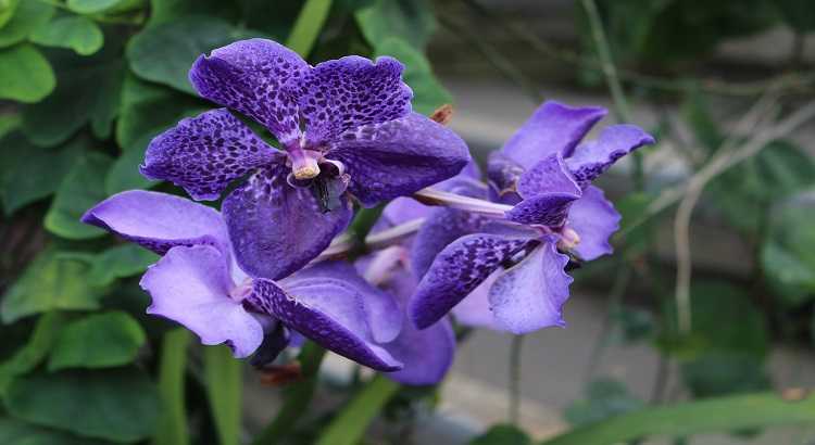 Vanda-coerulea-featured