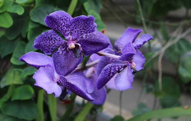 Image Name Vanda coerulea