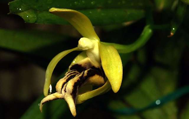 Image Name Vanda cristata