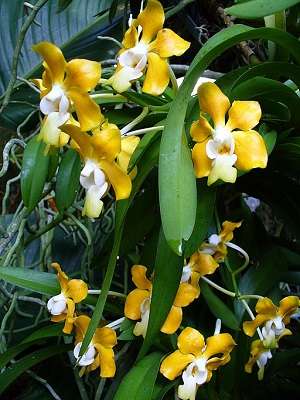 Image Name Vanda denisoniana