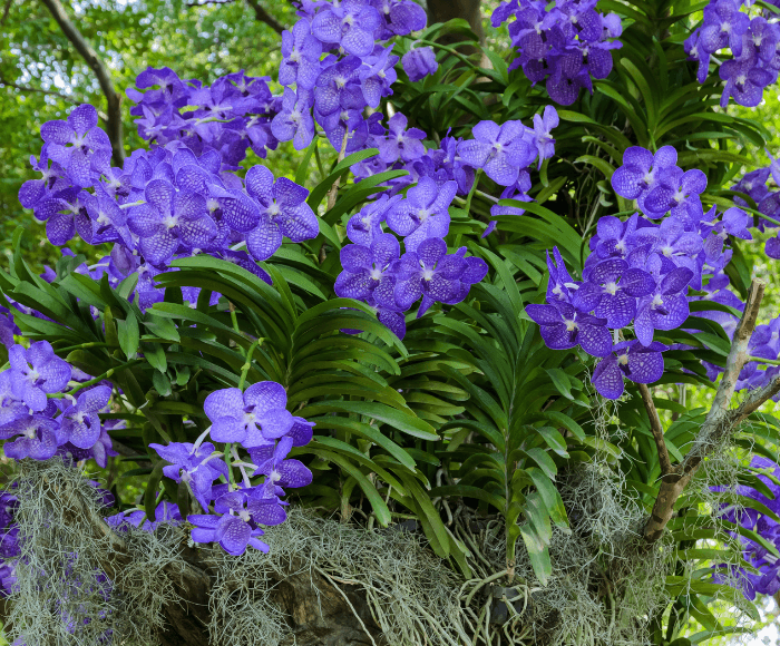 Image Name Vanda hanging from tree