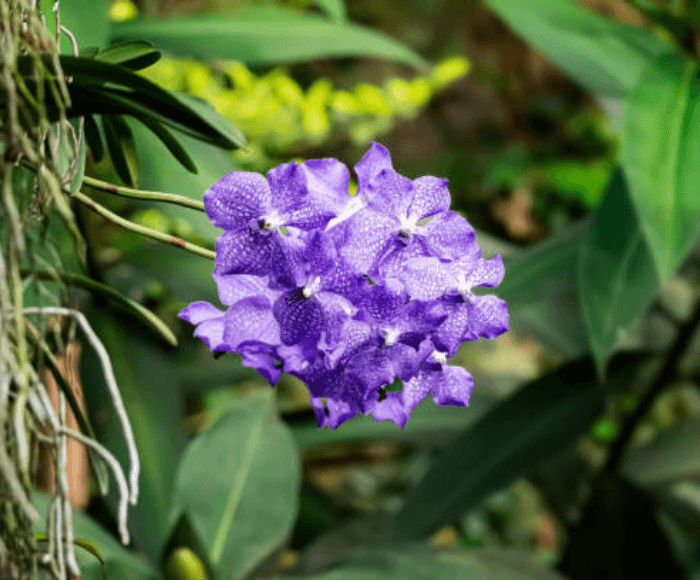Image Name Vanda in nature with purple flowers