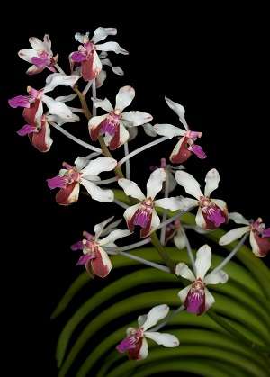 Image Name Vanda lamellata