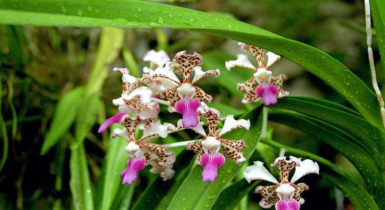 Image Name Vanda orchid 02