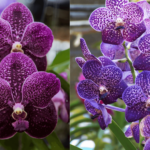 Vanda Orchid Care - The Complete Guide For Beginners