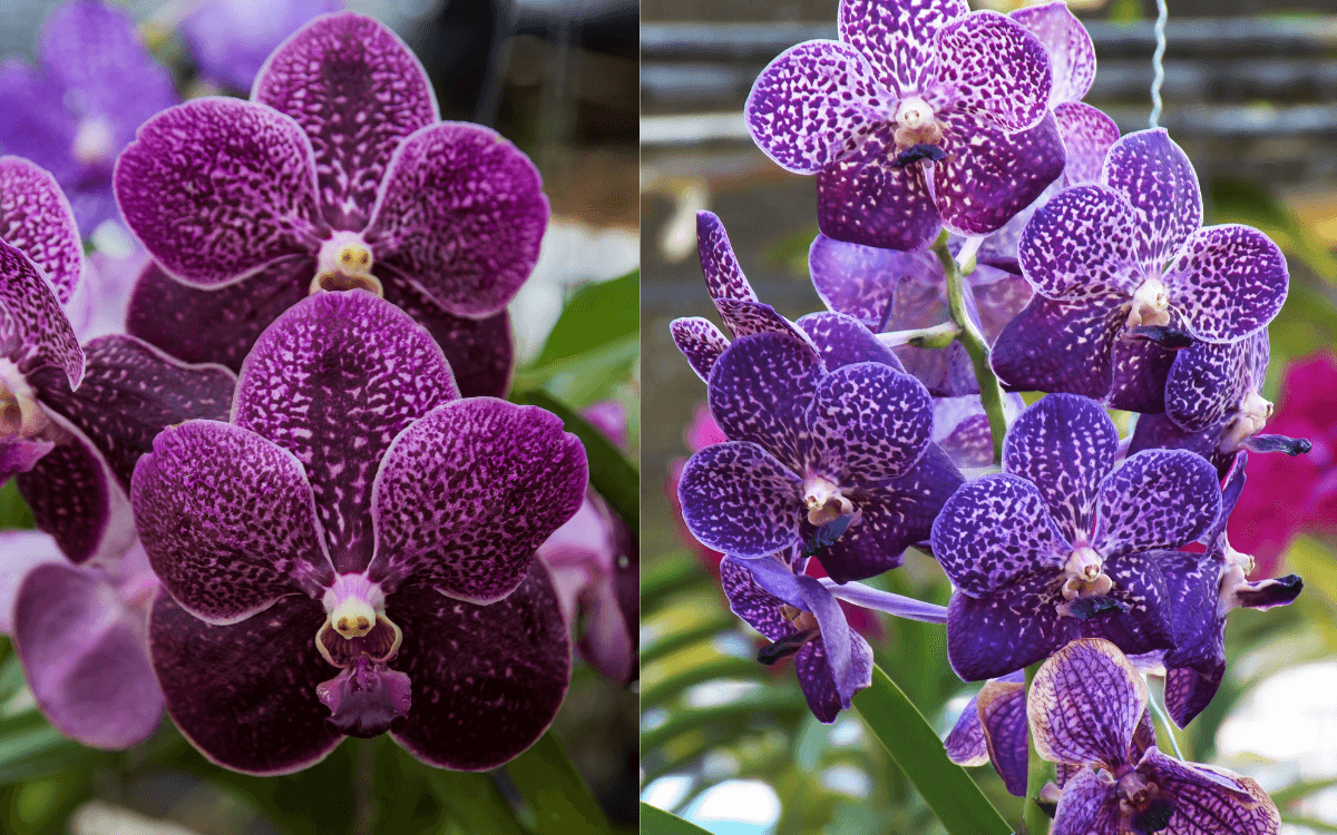 Vanda orchid – featured image