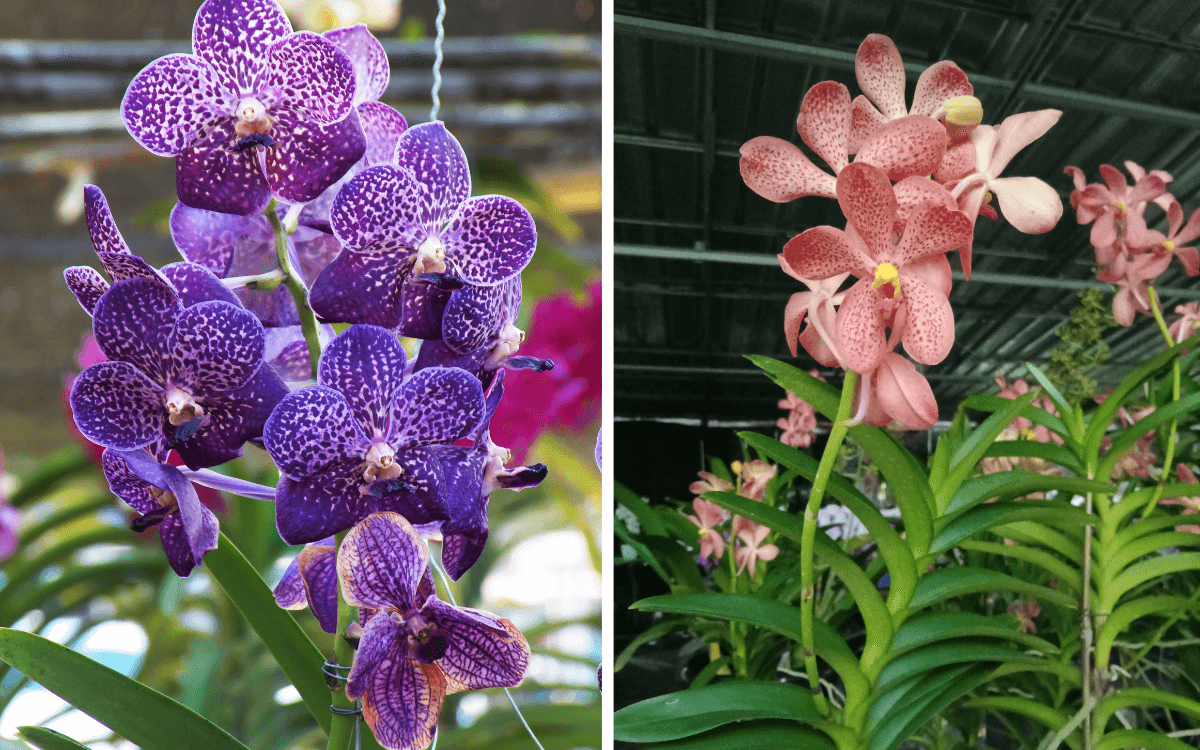 Vanda orchid flowers