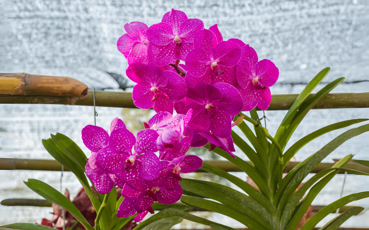 Vanda orchid protected from the sun