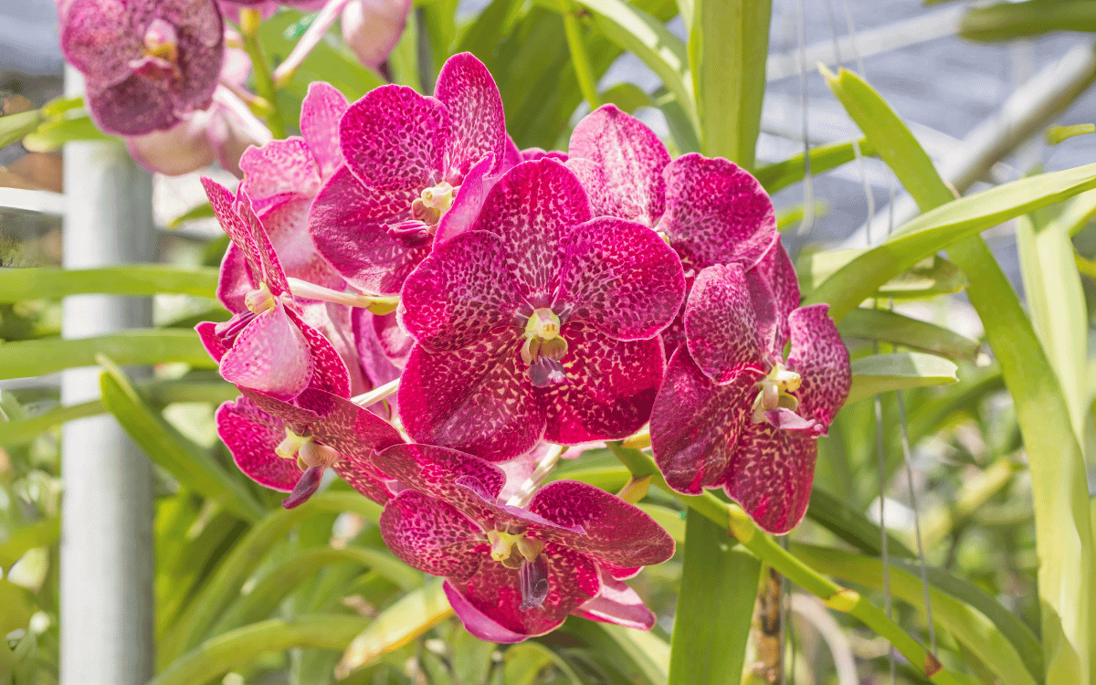 Vanda orchid with pink flowers