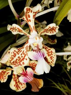 Image Name Vanda tricolor 2
