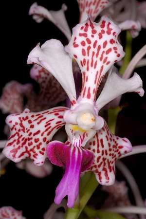 Image Name Vanda tricolor 3