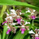 Vanda Tricolor - Characteristics and How to Care in 7 Steps