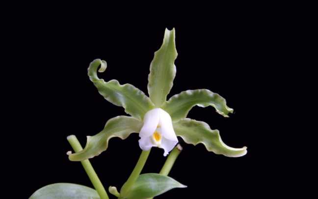 Image Name Vanilla Edwalli