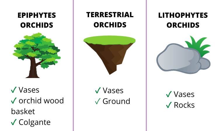 Image Name Where to plant orchids