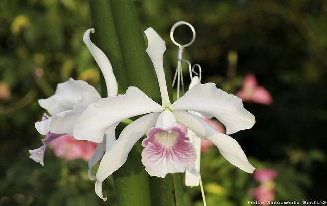 Image Name White Cattleya purpurata
