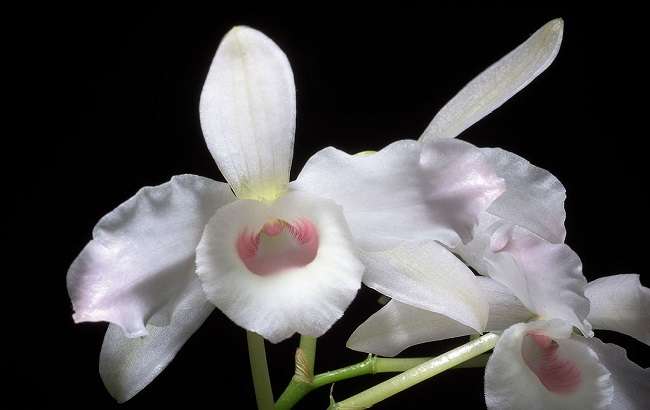 Image Name White Dendrobium nobile