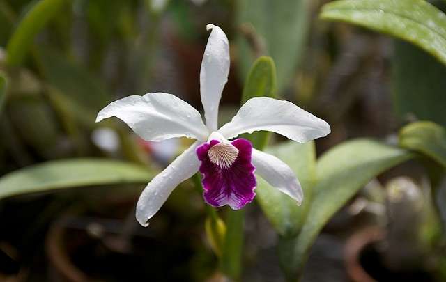 Image Name White Laelia Purpurata