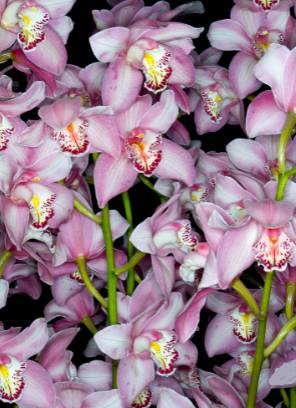 Image Name White and pink Cymbidium flower