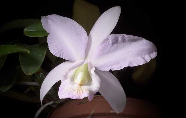 Image Name White cattleya nobilior