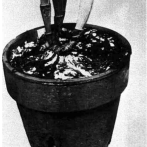 Image Name White fungus on orchids