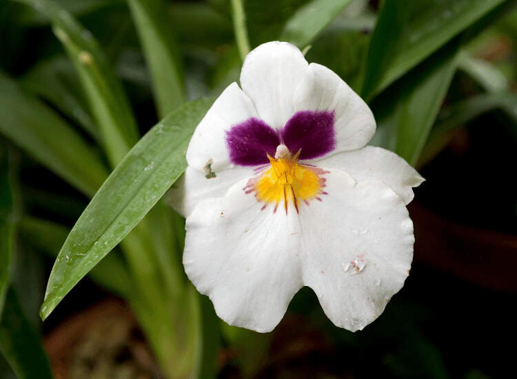 Image Name White miltonia